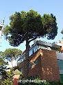 wbgarden roma pines 178